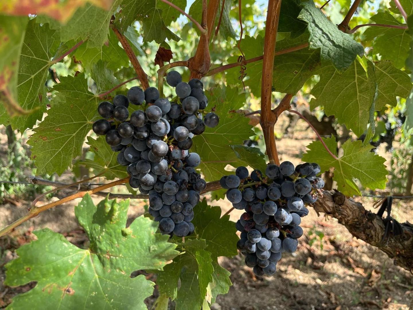 Les Logis Des Vignobles Saint Emilion En Duplex N 2 Avec Terrasse Apartamento Exterior foto